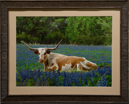 Lazy Longhorn by artist Randy Smith